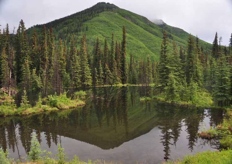 pond and reflection
